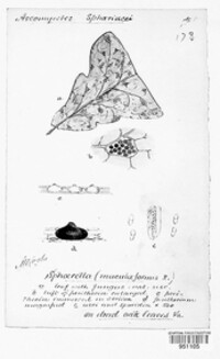 Mycosphaerella maculiformis image